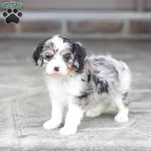 Meadow, Cavapoo Puppy